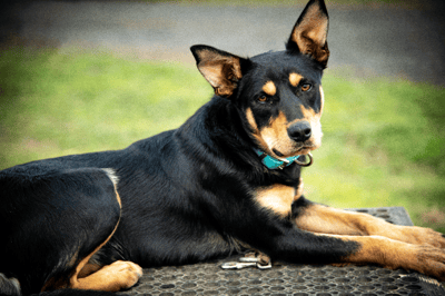 casterton working dog auctionsplus