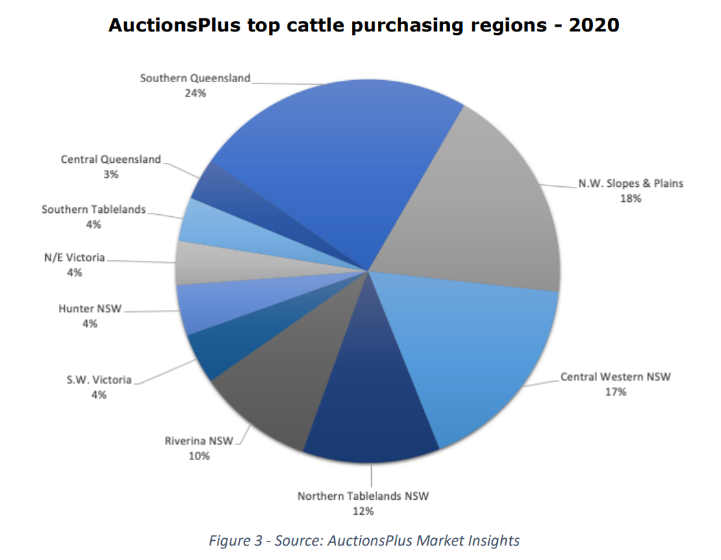 cattle sold through auctionsplus 3