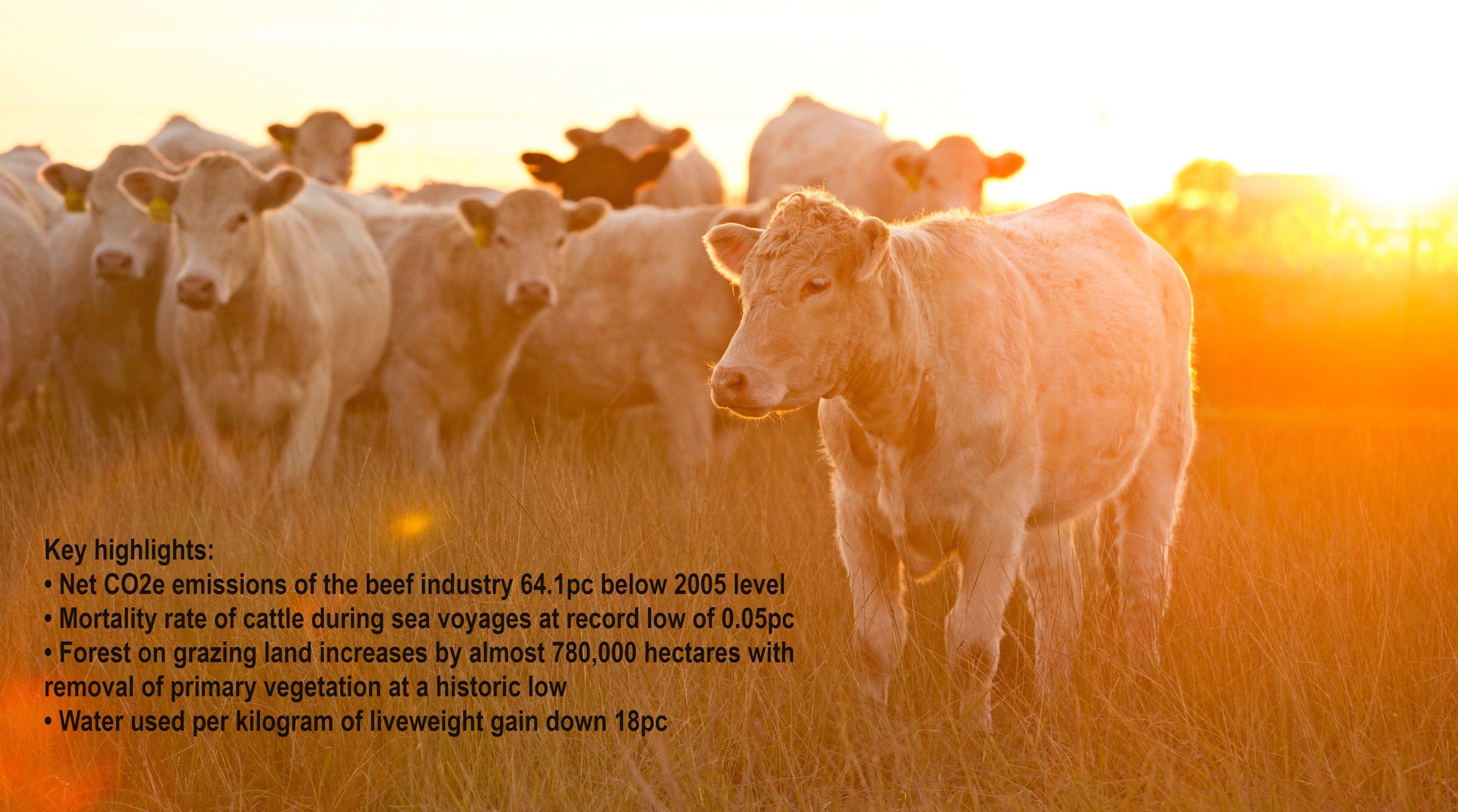 Beef sustainability scorecard reveals new industry records_1