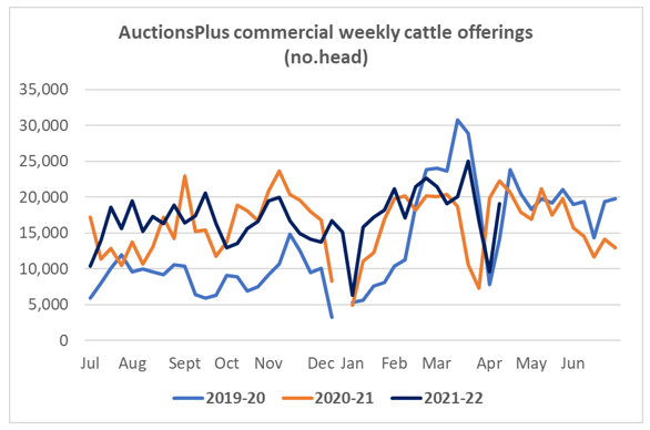 comercial cattle