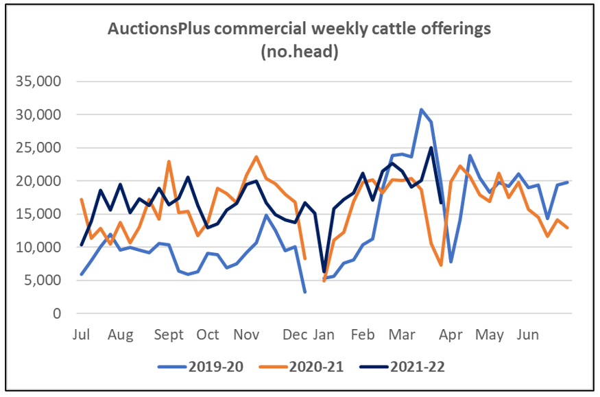 commerical cattle offering