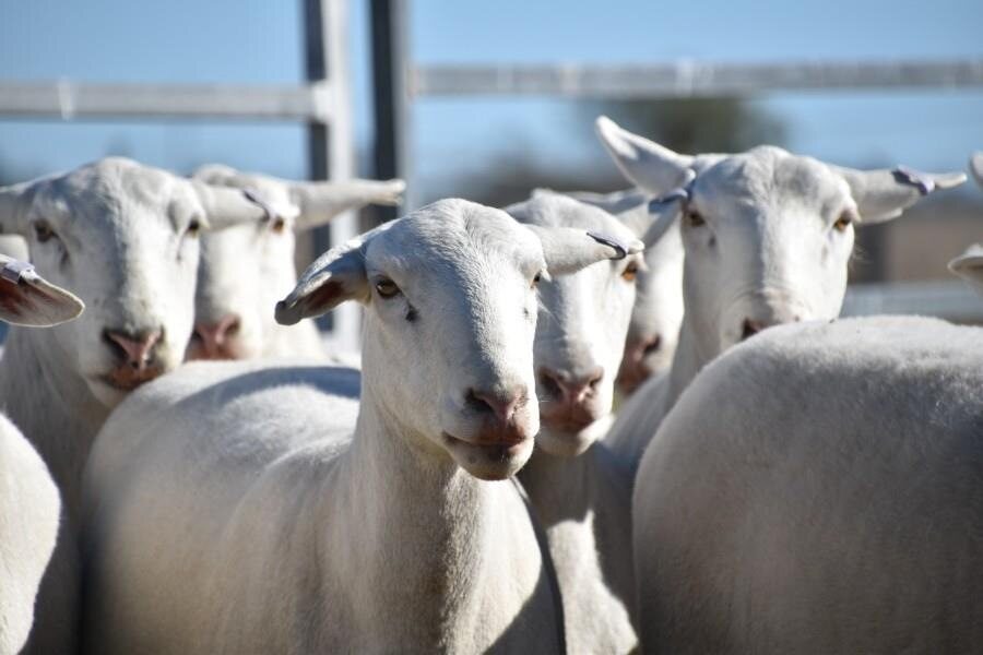 Lambs at pen
