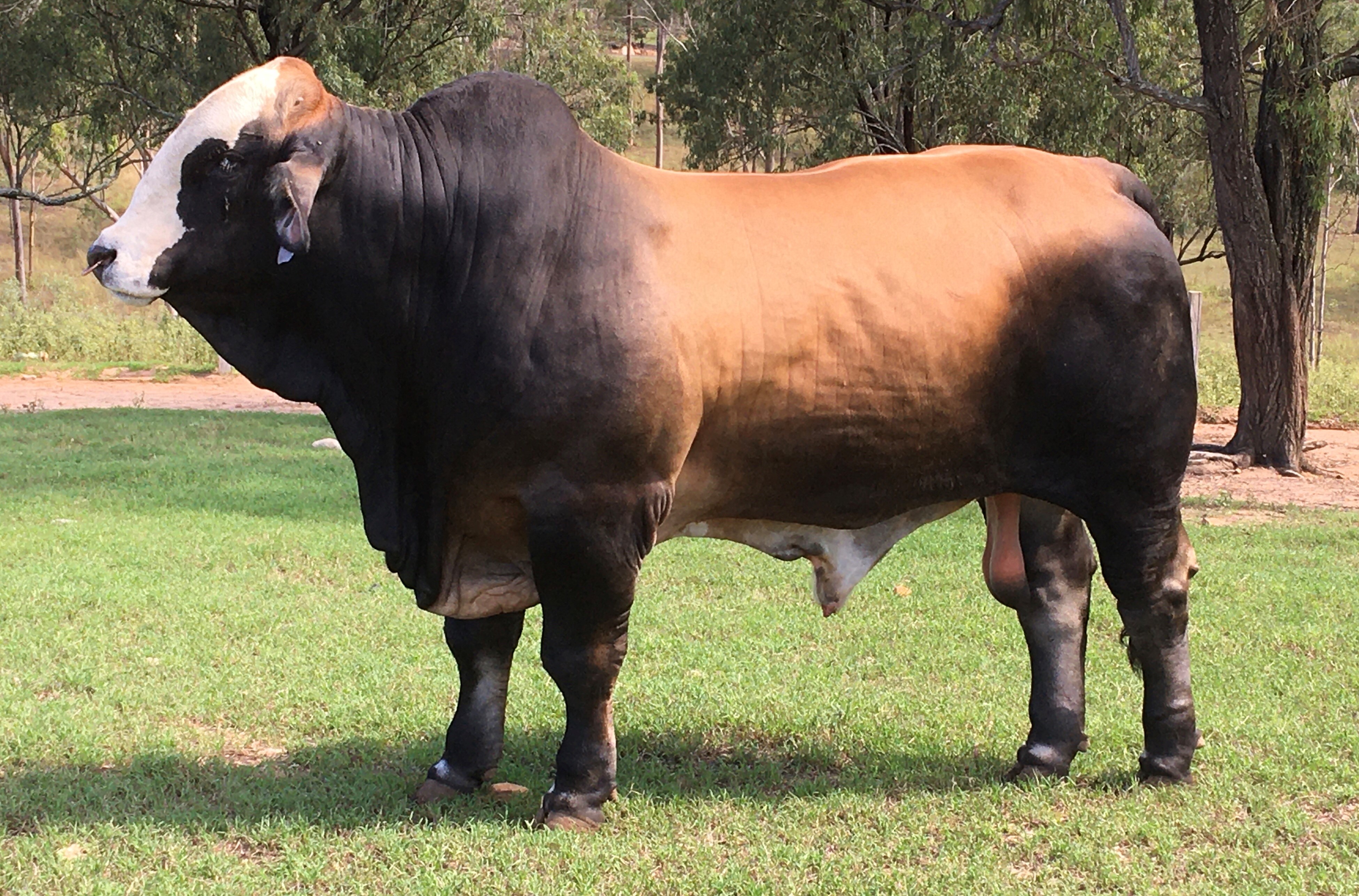 kbv simmental marty rowlands beef australia stud genetic auction