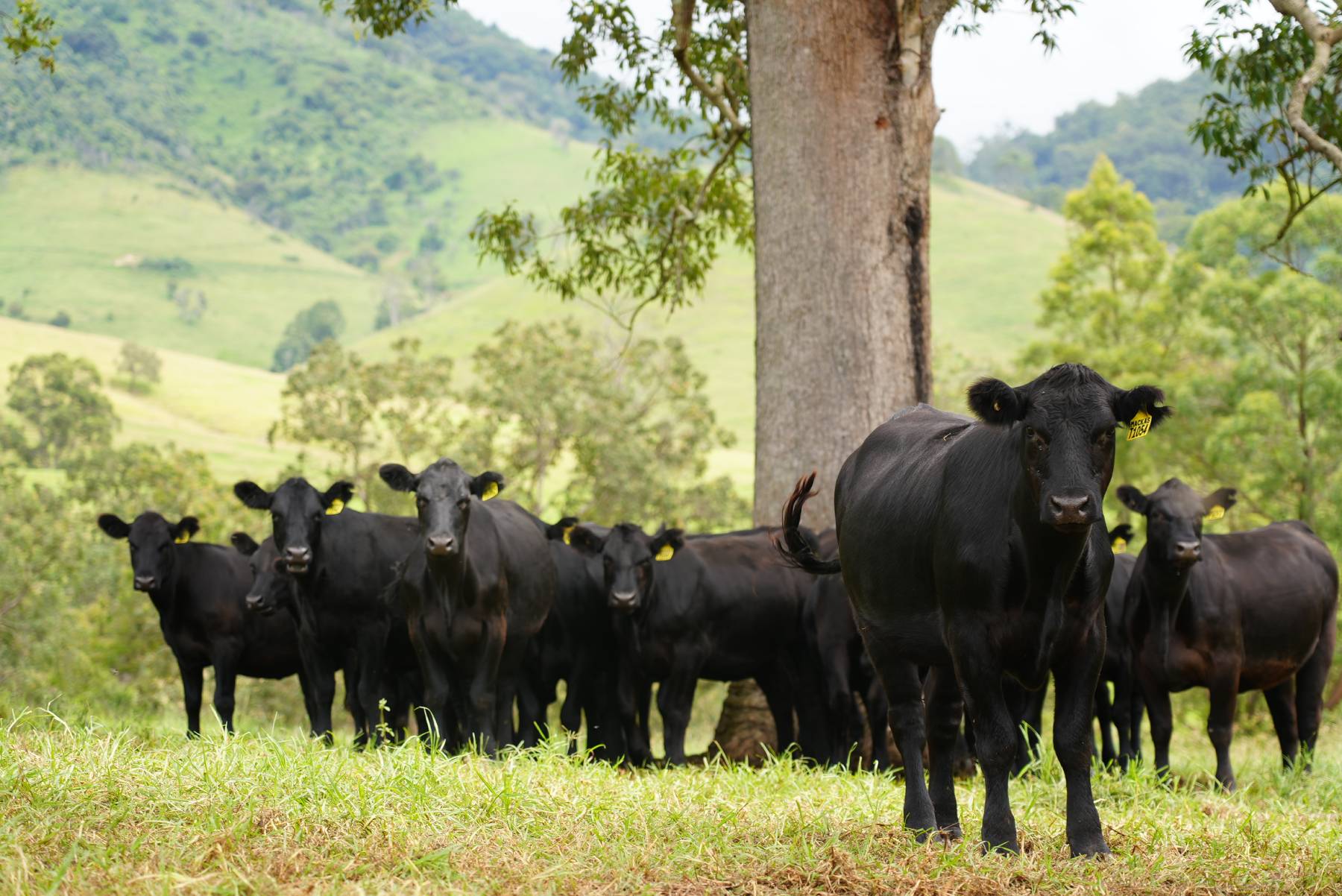 Heifers