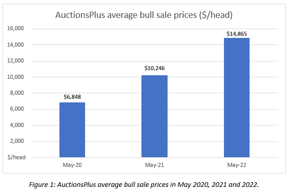 marketpulse auctionsplus Avg bull price red hot 2.6.22