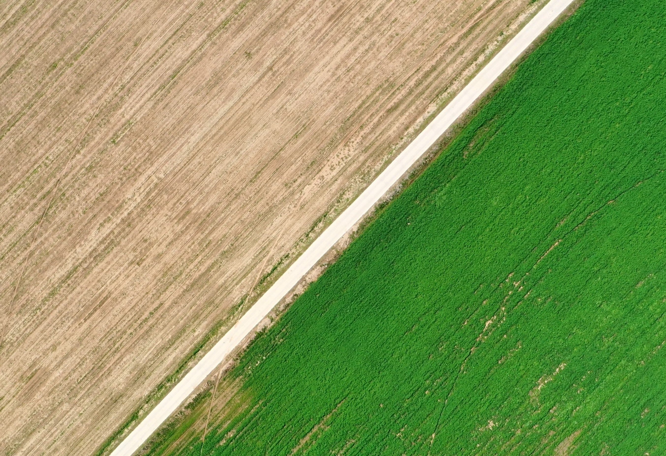 Fallow and planted field