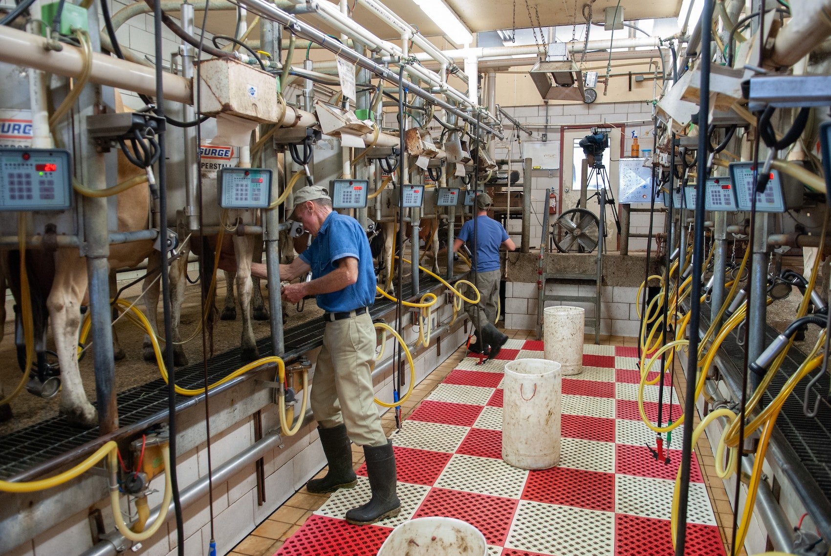 Dairy cows in North Carolina. Improvements in genetics have dramatically increased the output from dairy cows.