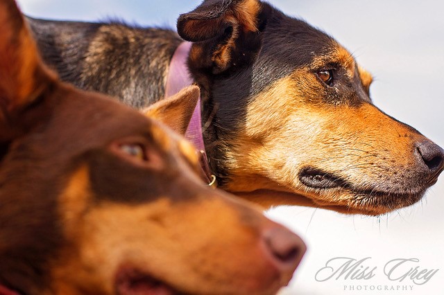 pilbara working dogs 1