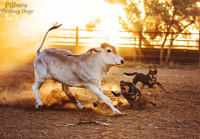 pilbara working dogs 3