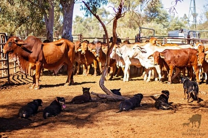 pilbara working dogs 4