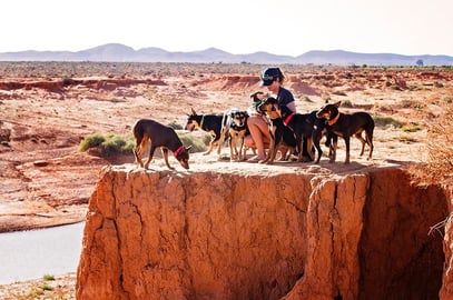 pilbara working dogs