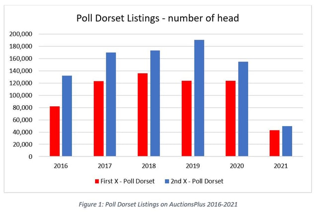 poll dorset lambs figure 1