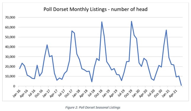 poll dorset lambs figure 2