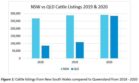 rise of queensland cattle 1