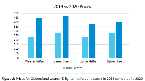 rise of queensland cattle 2