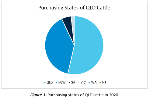 rise of queensland cattle 3