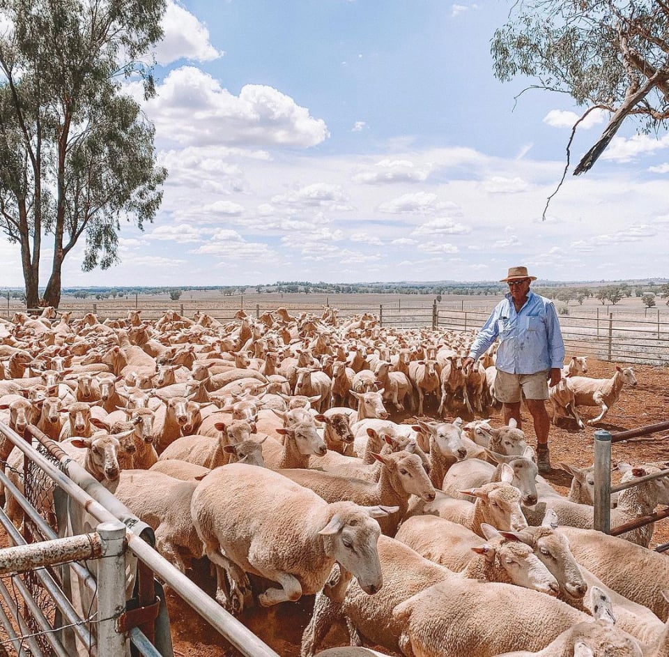 rural livestock 1