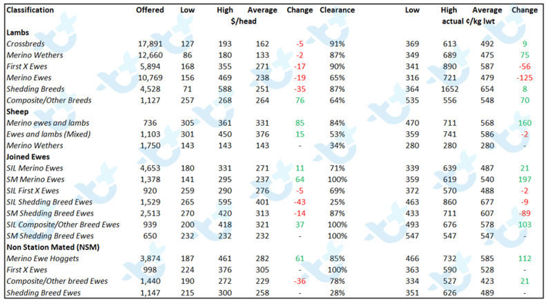 sheep and lamb comments 20.08.21