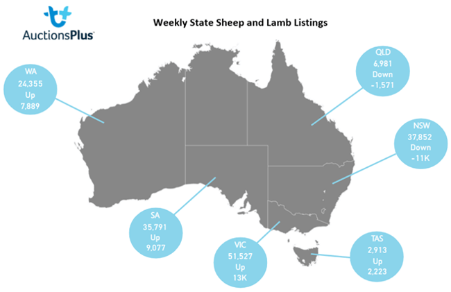 sheep comments 18.03.22 4