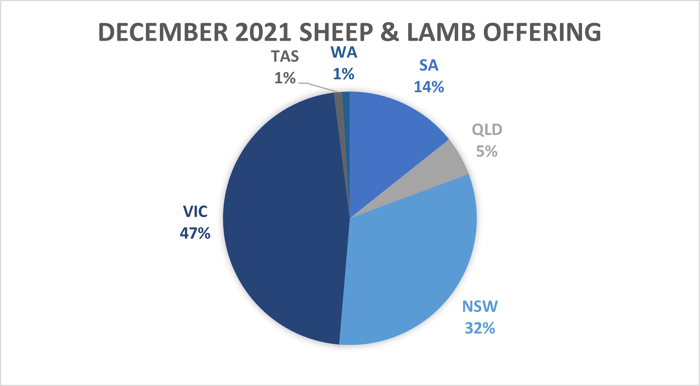 sheep lamb 17.12.21 3