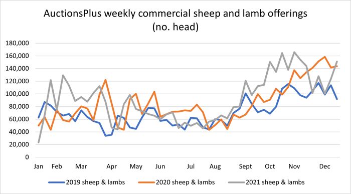 sheep lamb 17.12.21 4