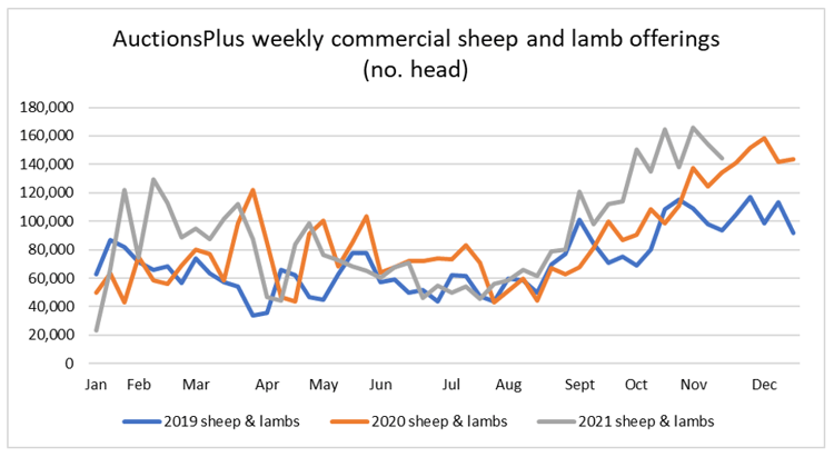 sheep lamb comments 12.11.21 3