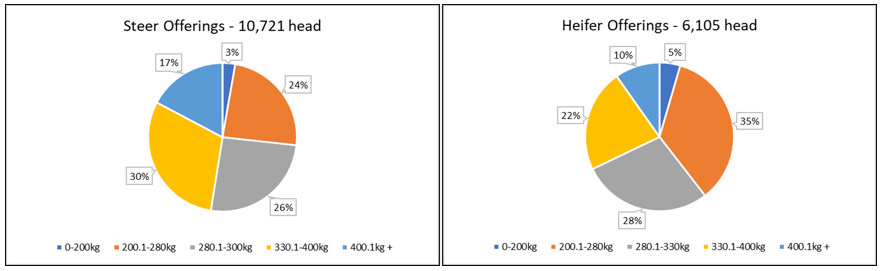 steer and heifer offering