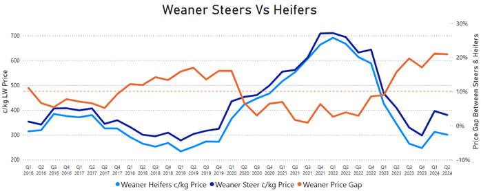 steers vs heifers