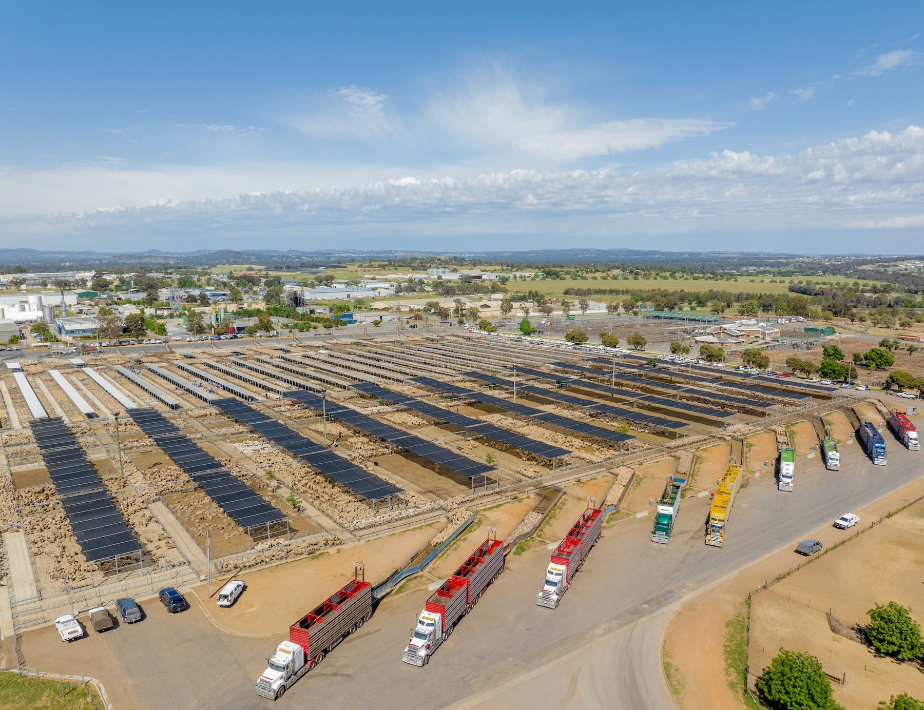 wagga saleyards sheep trucks