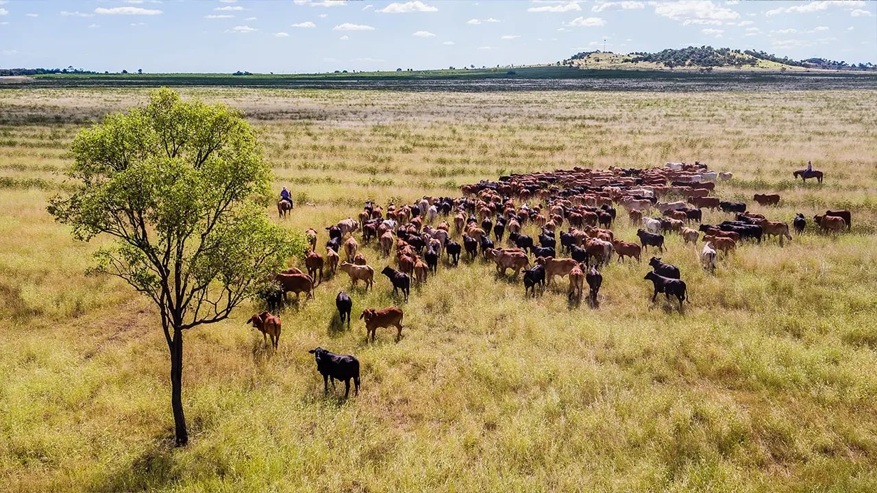 AuctionsPlus