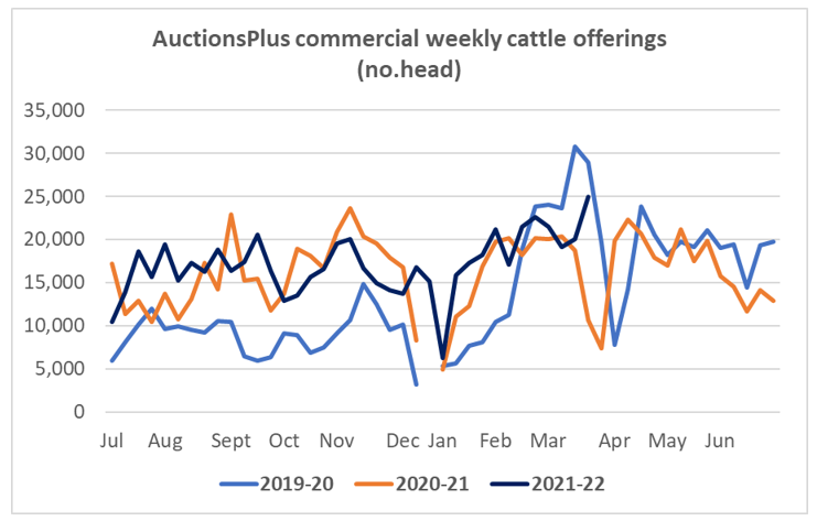 weekly cattle offering