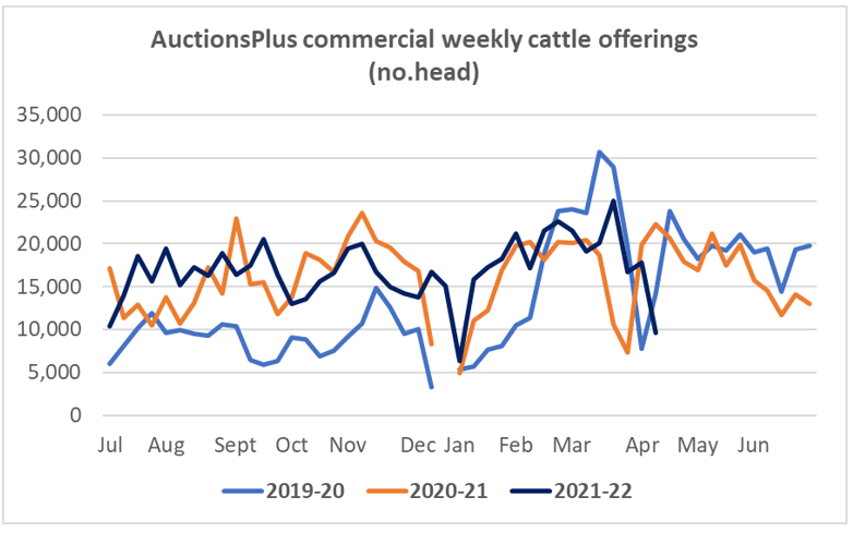 weekly cattle offerings