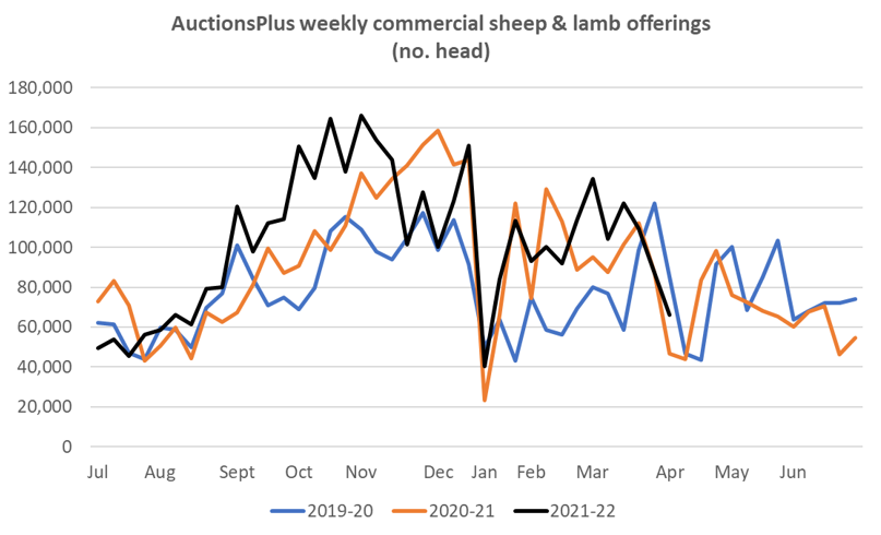 weekly commercial sheep and lamb offering