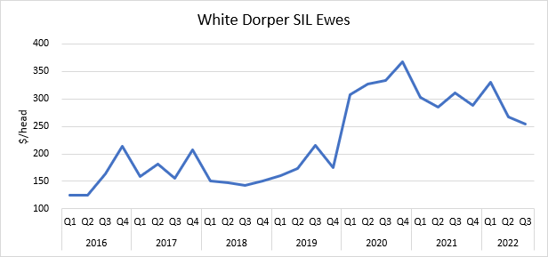 white dorper