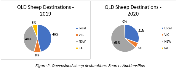 year of the travelling sheep 2