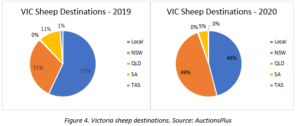 year of the travelling sheep 4