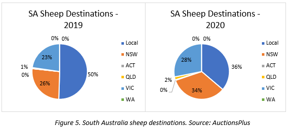 year of the travelling sheep 5