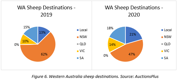 year of the travelling sheep 6