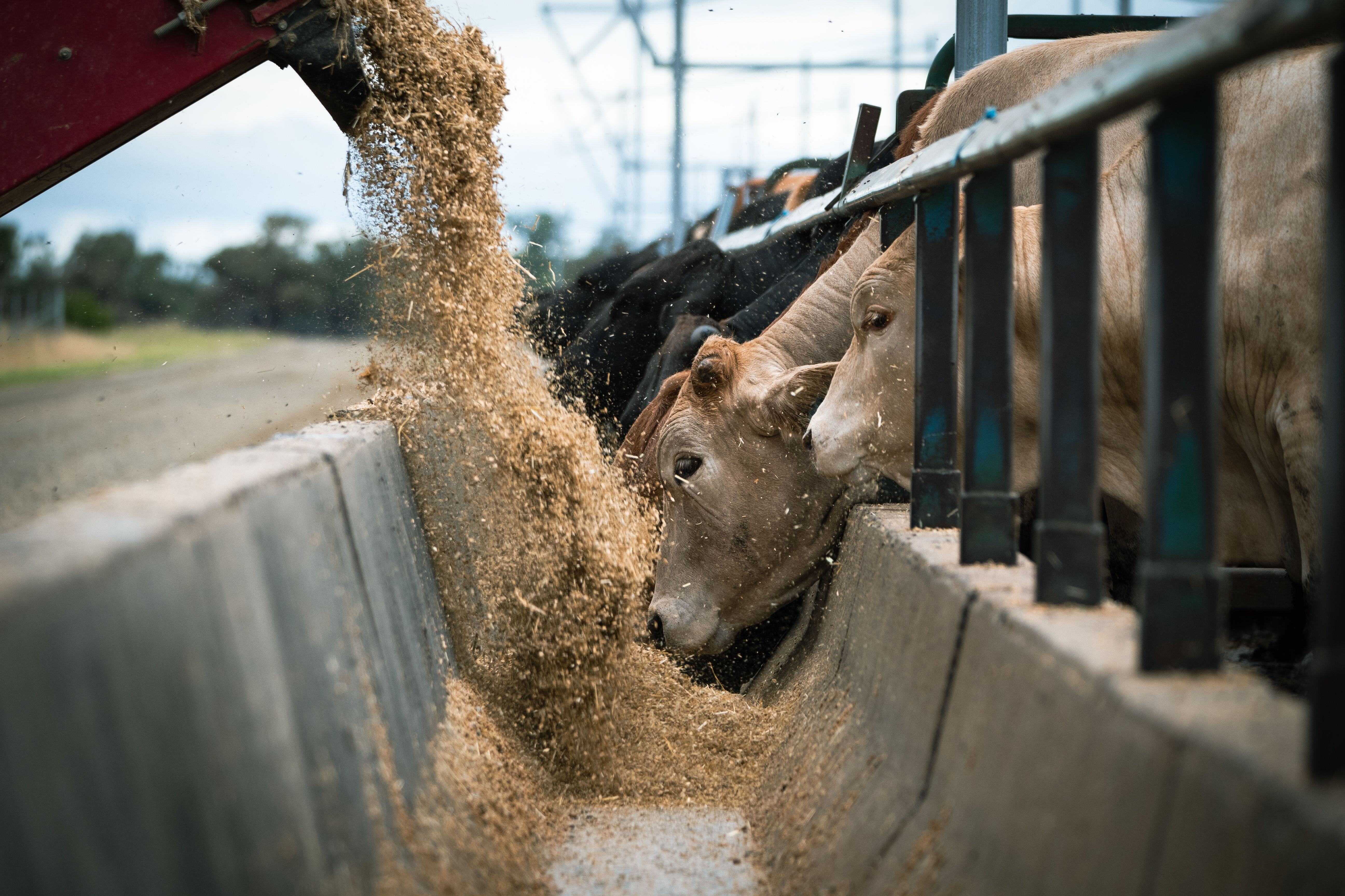 What does it take to make a 'net zero' steak?