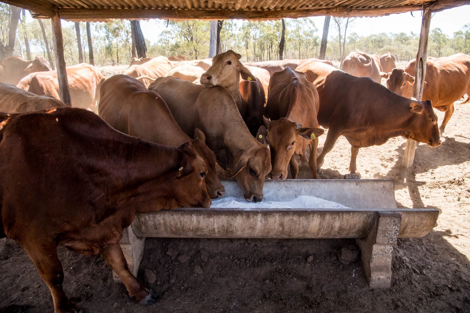Better days ahead? Bendigo Bank’s outlook suggests so for ag