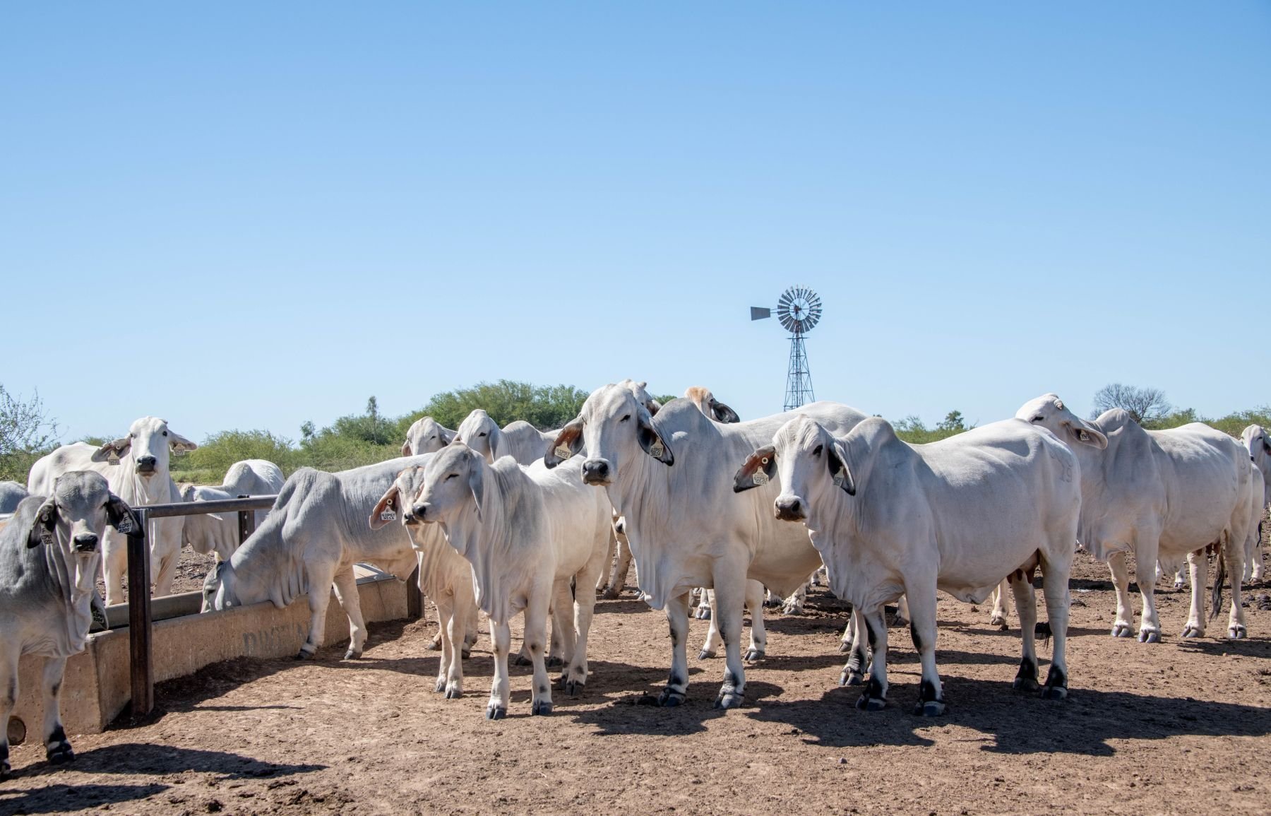 Cattle trucks roll south as Queensland supplies surge