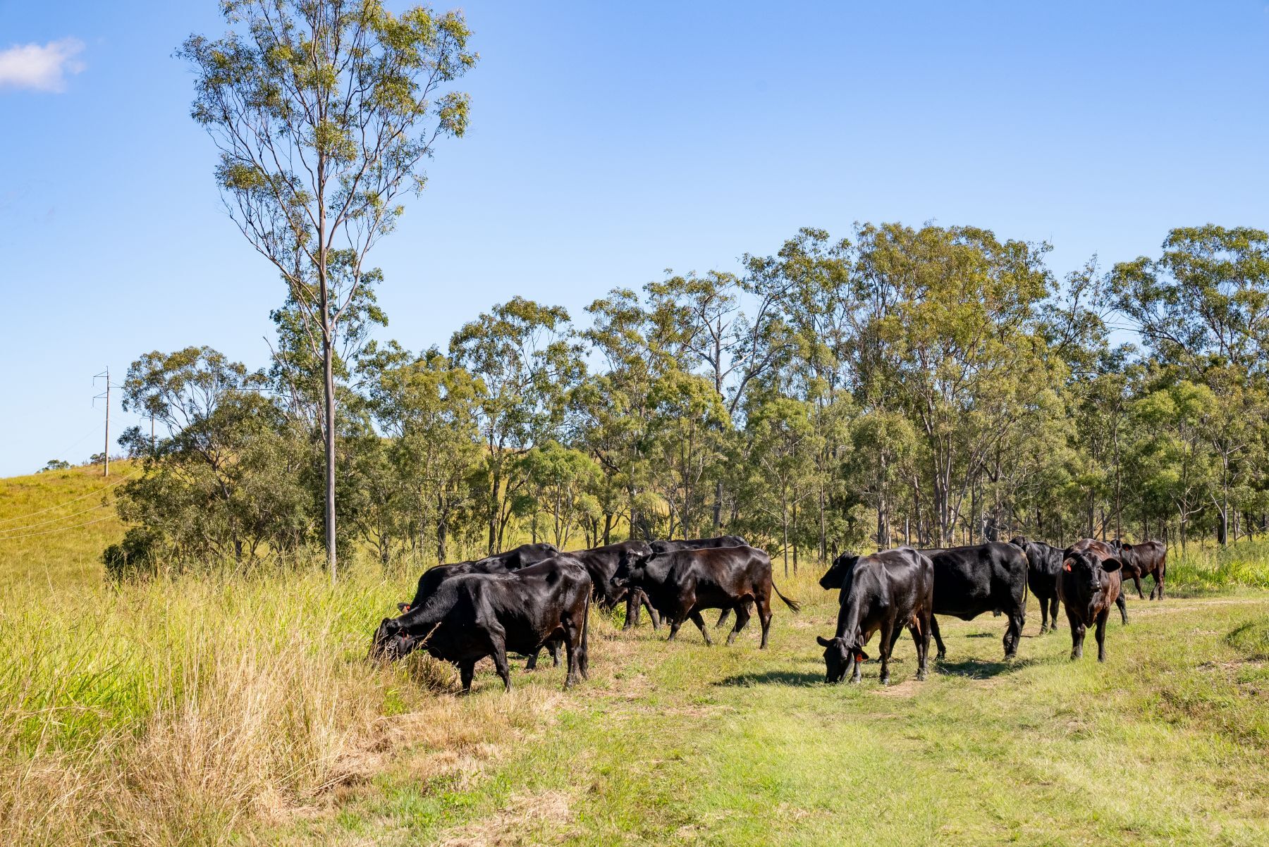 New data highlights heifer trade opportunities