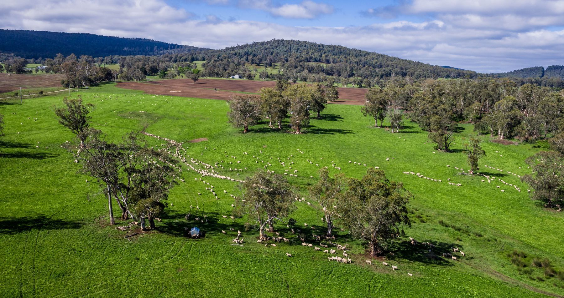 Rural market momentum builds on red meat strength and offshore interest