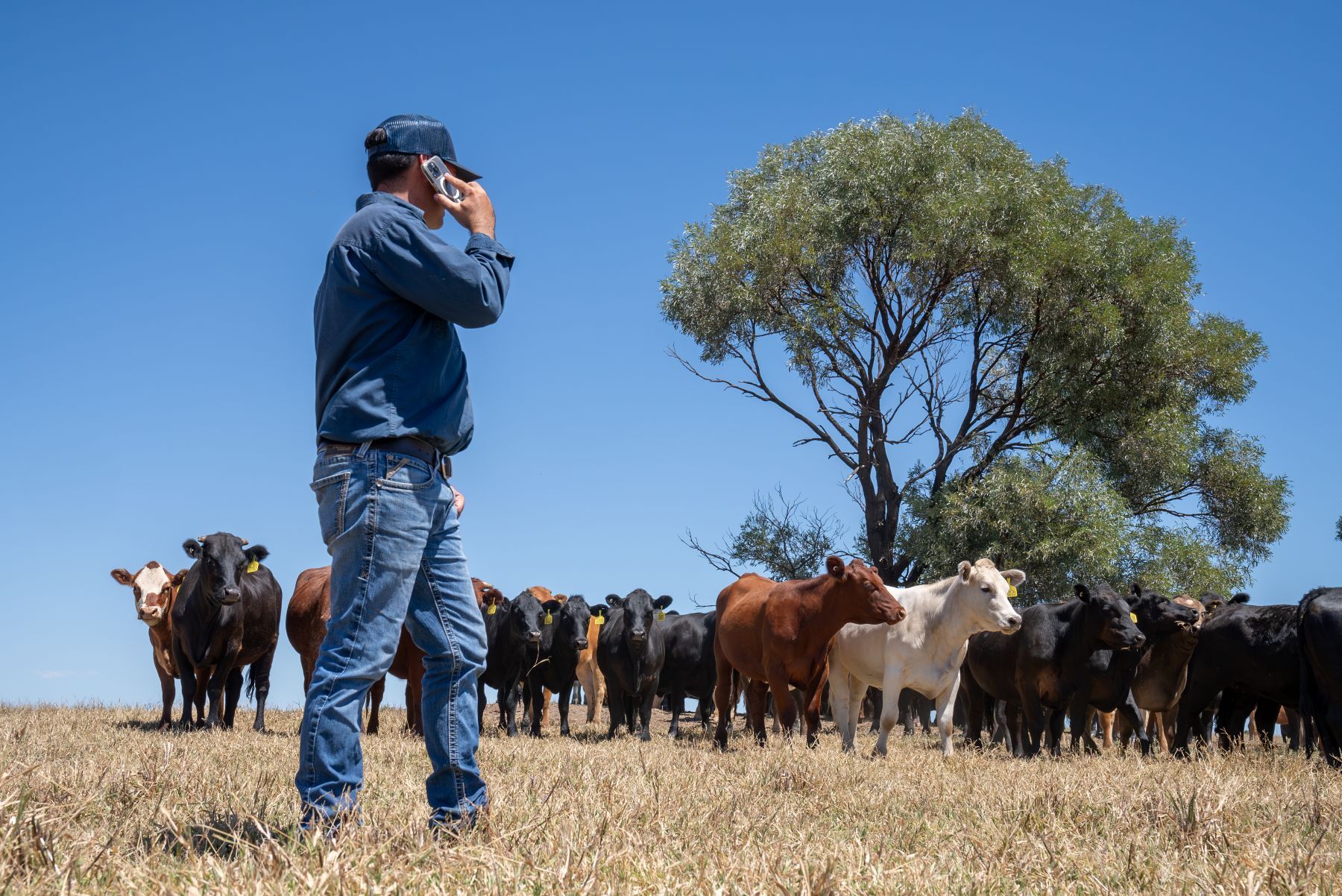 Beef records to continue to topple: StoneX