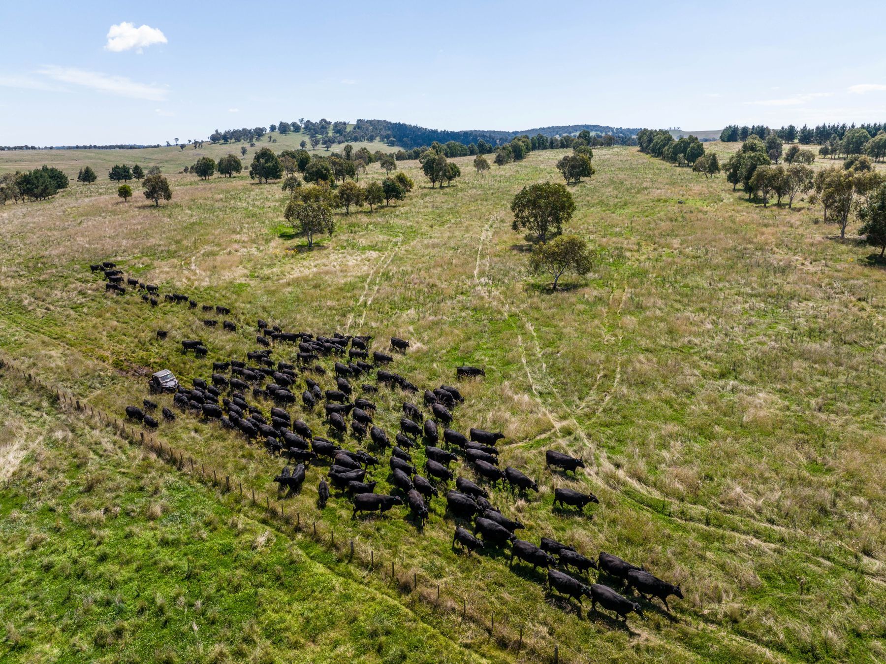 INDICATORS: Cattle indicators lift in solid week