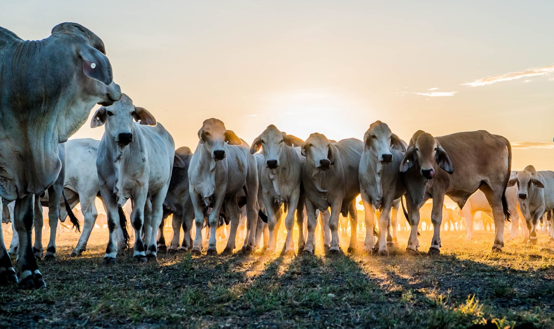 QLD cattle producers sell 720,000 head less than expected in H1 2025