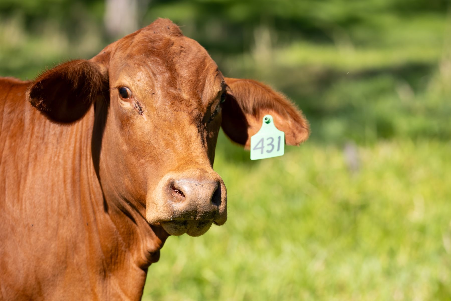 INDICATORS: EYCI lifts again as cattle numbers also increase online