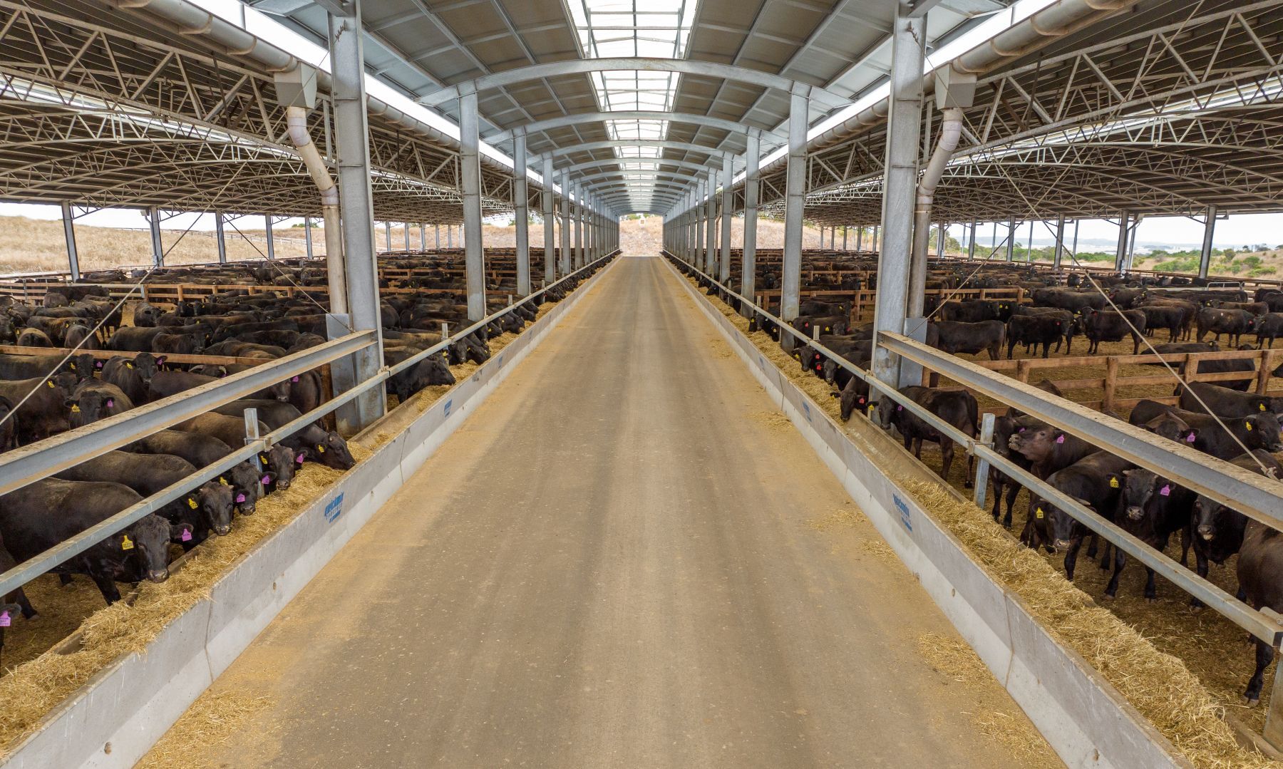What’s driving Australia’s feedlot momentum?