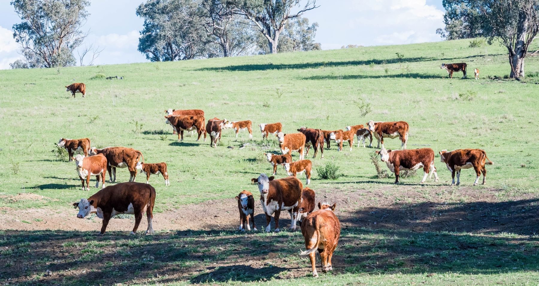 Livestock drives forecast record production values, but cash income for producers to take a hit