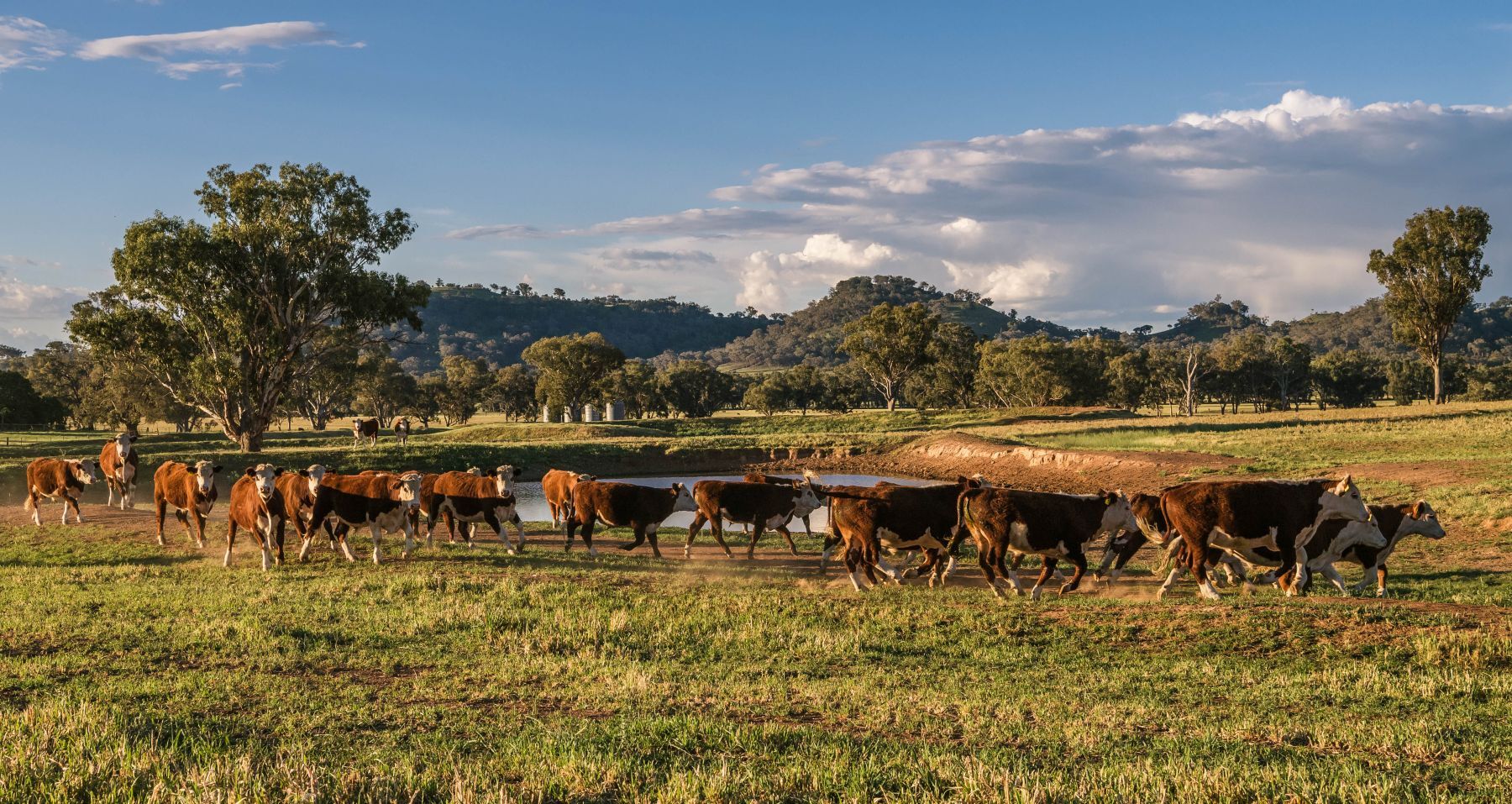 INDICATORS: Processor cows gain 50c/kg in just a week